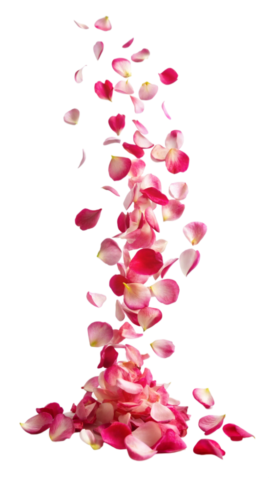 Falling Petals from a Red Bloom png