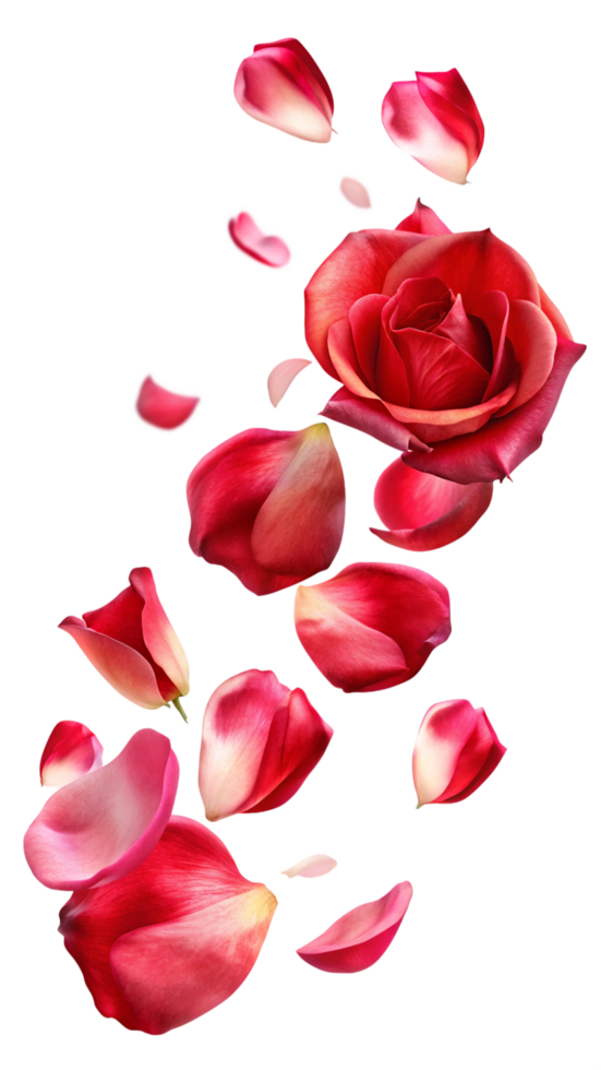 Falling Petals in a Light Breeze png