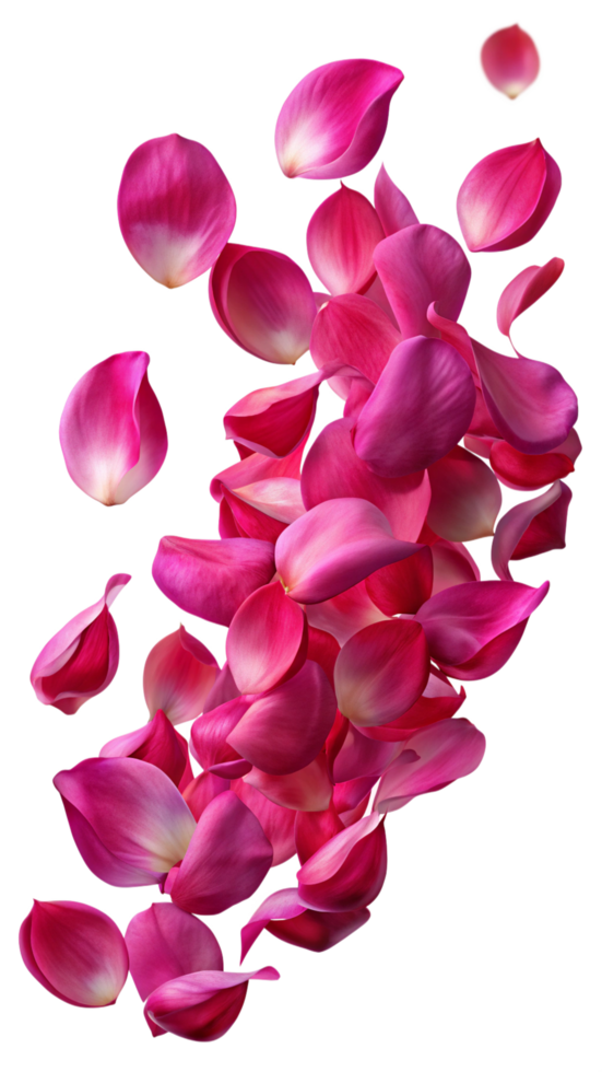Falling Petals from a Flower png