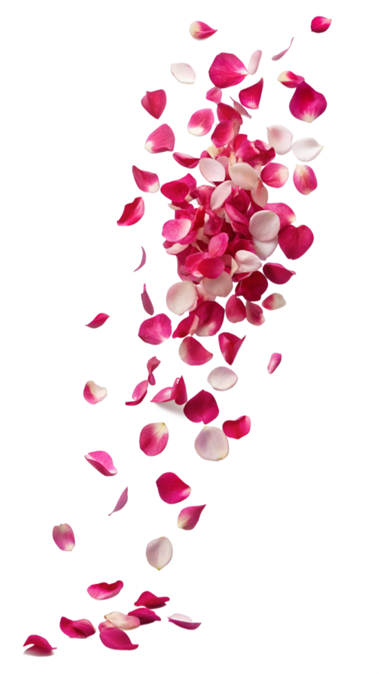 Floating Fall of Rose Petals png