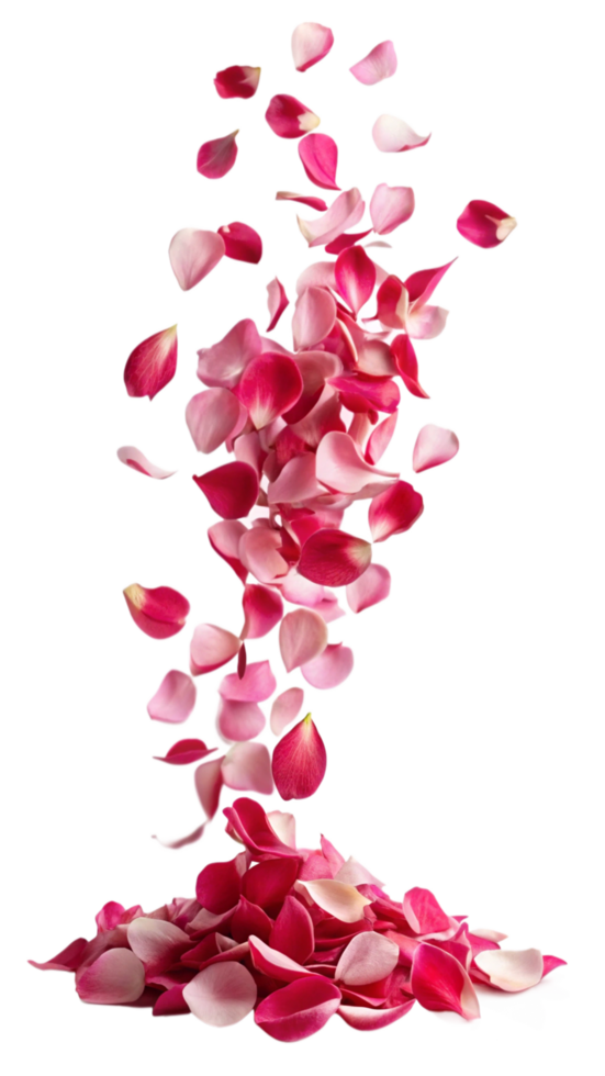 Gentle Drift of Falling Rose Petals png