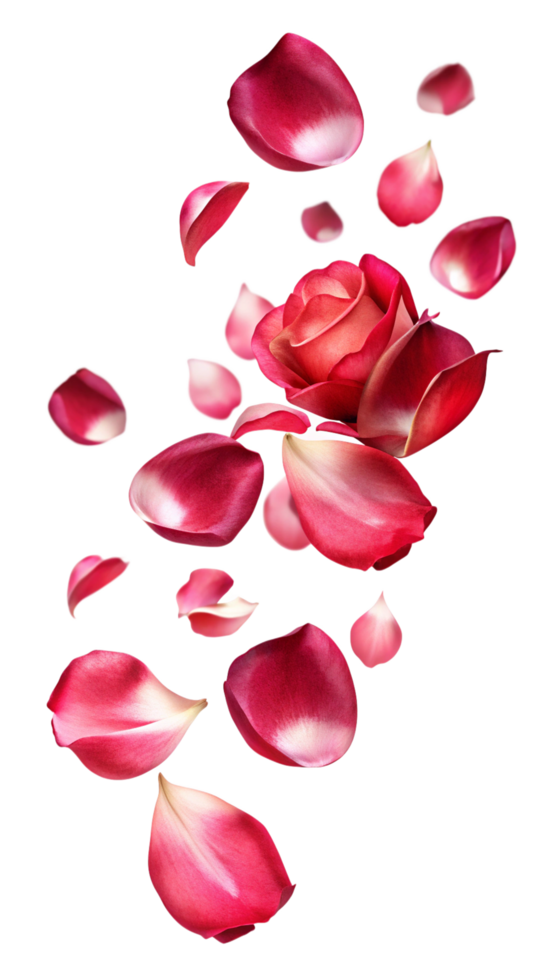 Red Rose Petals Gently Falling png