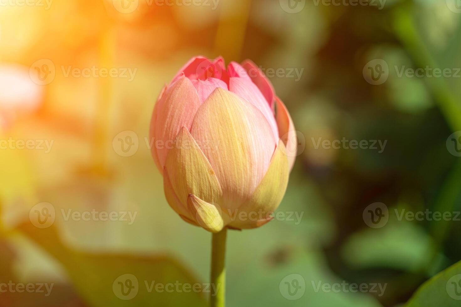 A pink lotus flower sways in the wind. Against the background of their green leaves. Lotus field on the lake in natural environment. photo