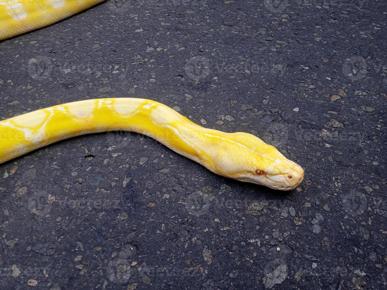 snake python burma or python bivitattus photo