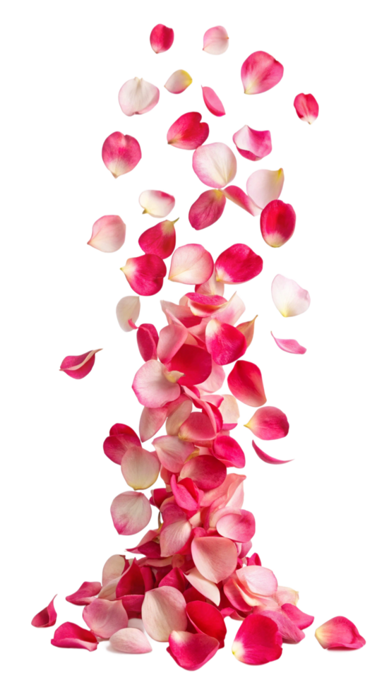 Graceful Fall of Floating Petals png