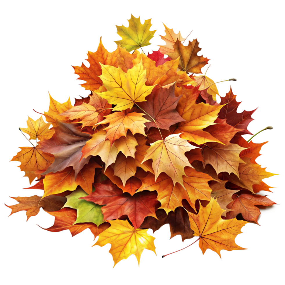 Warm-Toned Leaf Collection in Fall png