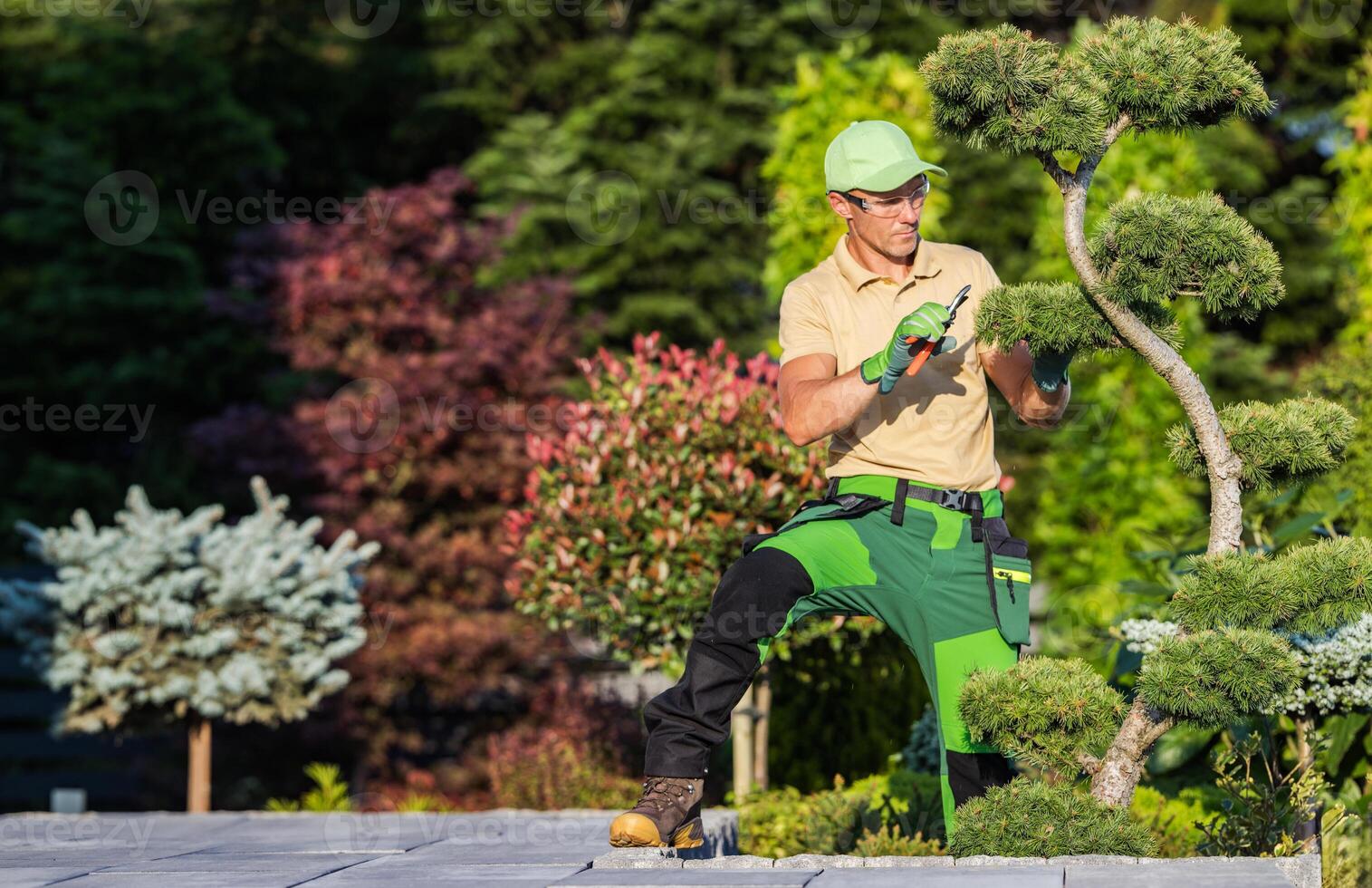 Landscaping Professional Pruning Evergreen Tree photo