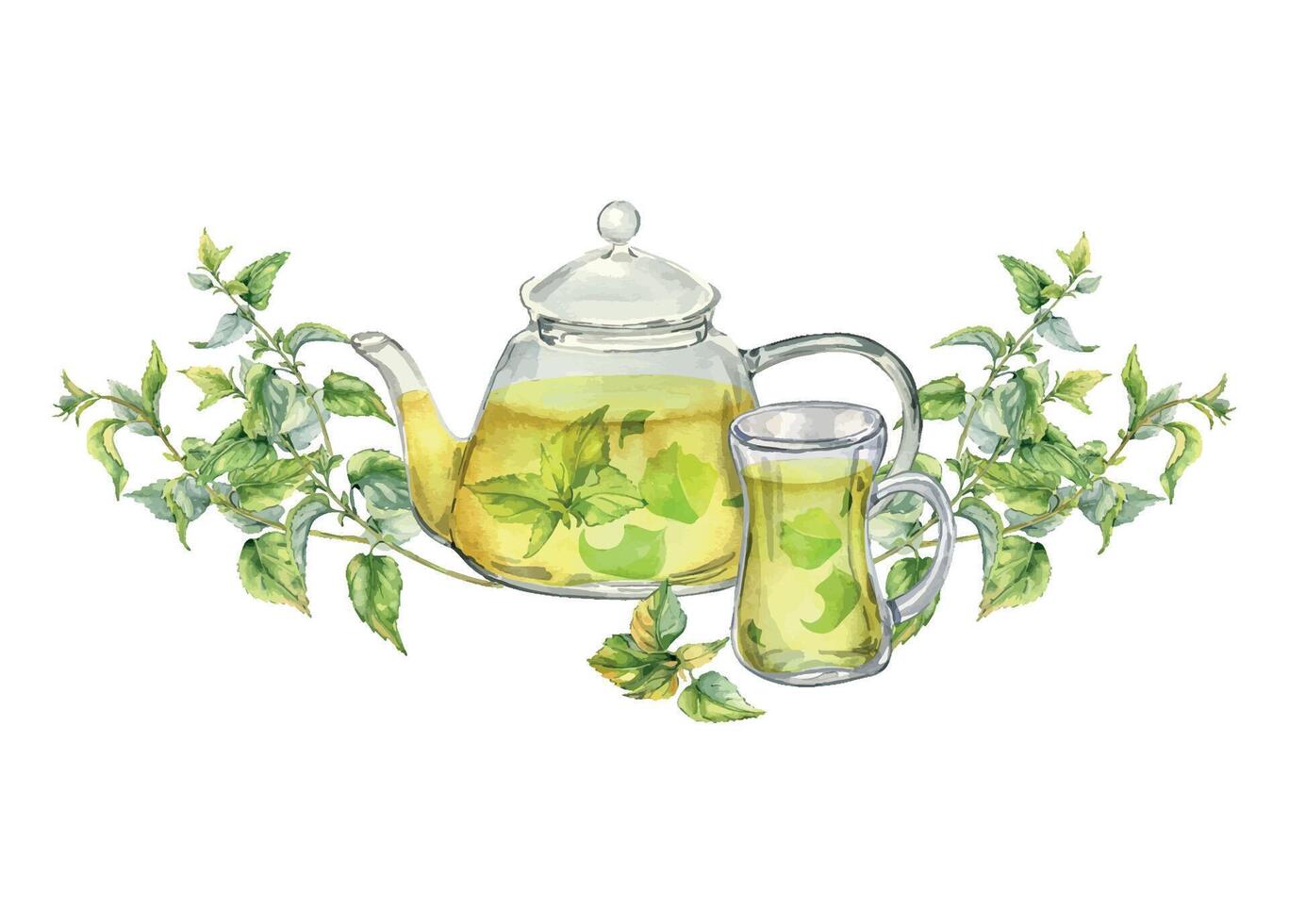 Watercolor illustration of transparent teapot with herbs tea isolated on white . Glass teapot with nettle tea. Herbs and cup of hot drink hand drawn. Green hot drink. Packaging of dry herb, green tea vector