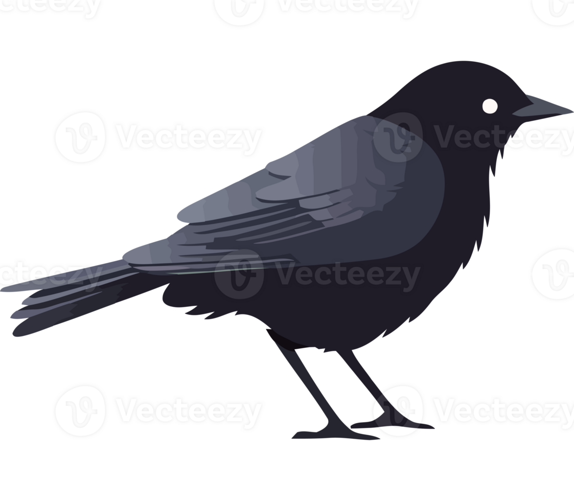 Black bird clipart png