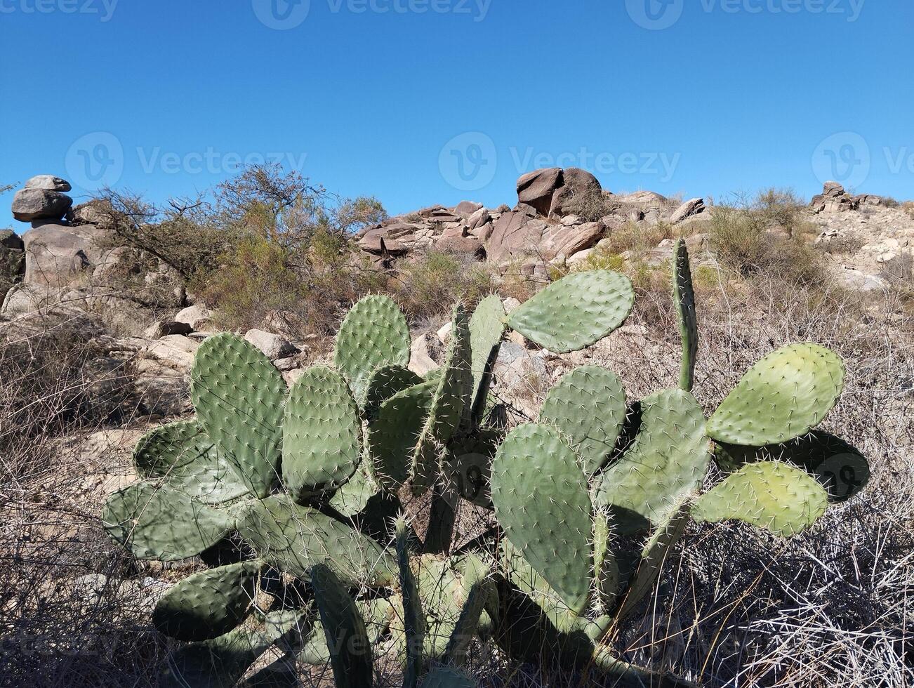 a cactus plant in the desert with rocks and boulders photo