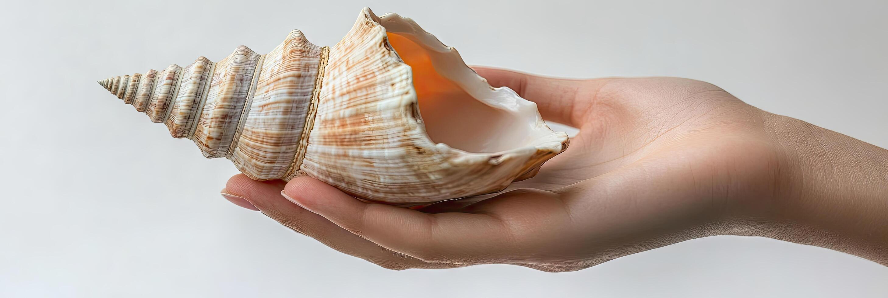Close-up of a hand holding a conch shell against a white background, capturing the beauty and serenity of coastal landscapes in the style of coastal landscapes photo