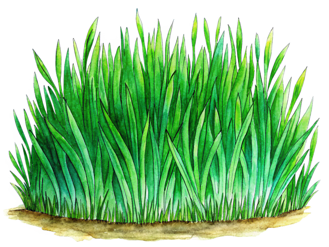 Bright Green Grass Field Hand Drawn png