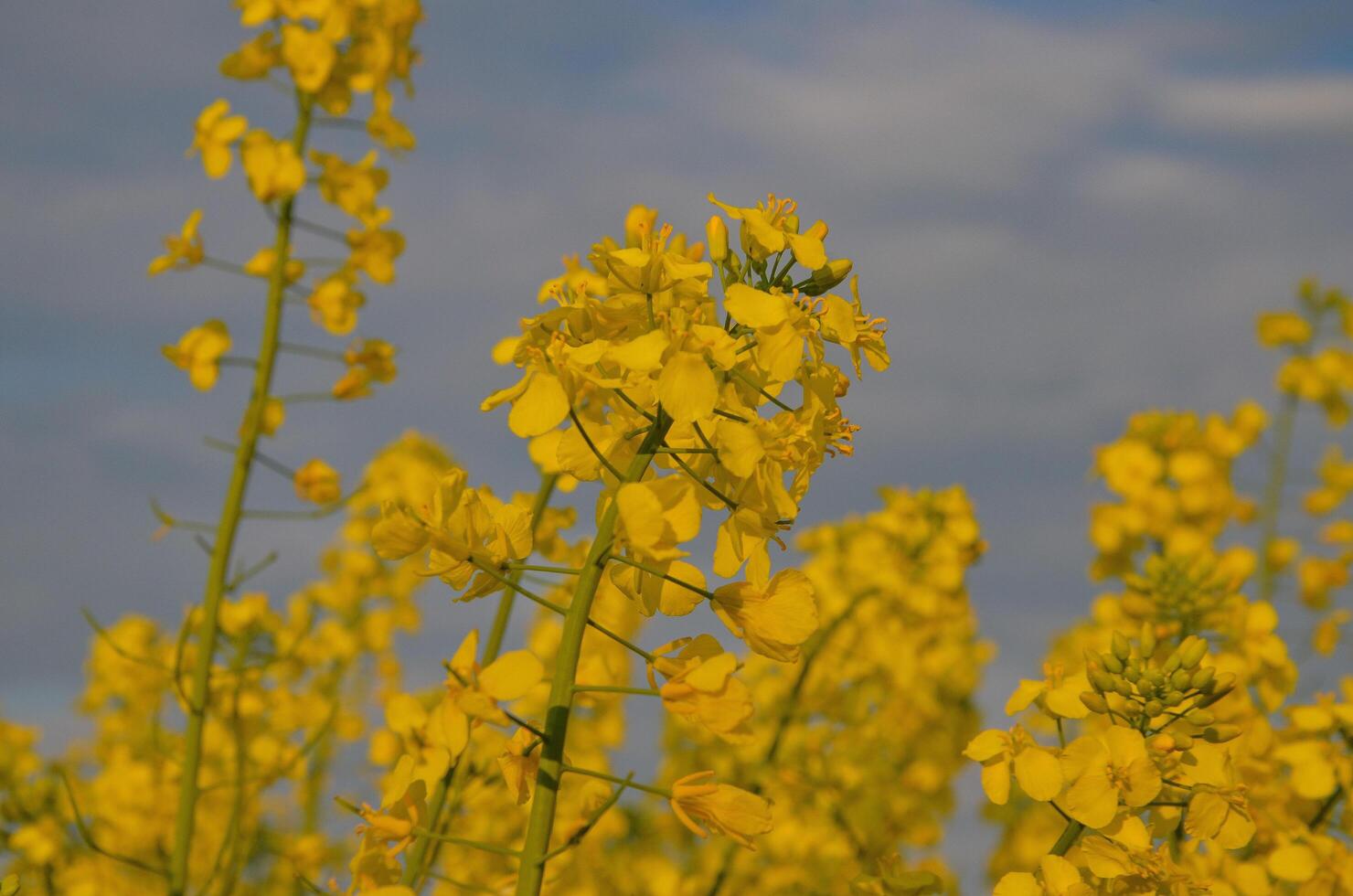 Endless rapeseed fields bloomed with bright yellow bloom on spring days. photo
