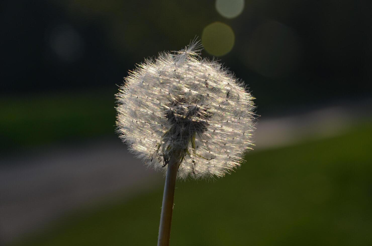 Closed Bud of a dandelion. Dandelion white flowers in green grass and heaven. photo