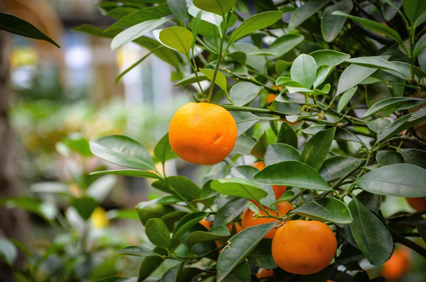 healthy and ripe oranges on the tree photo