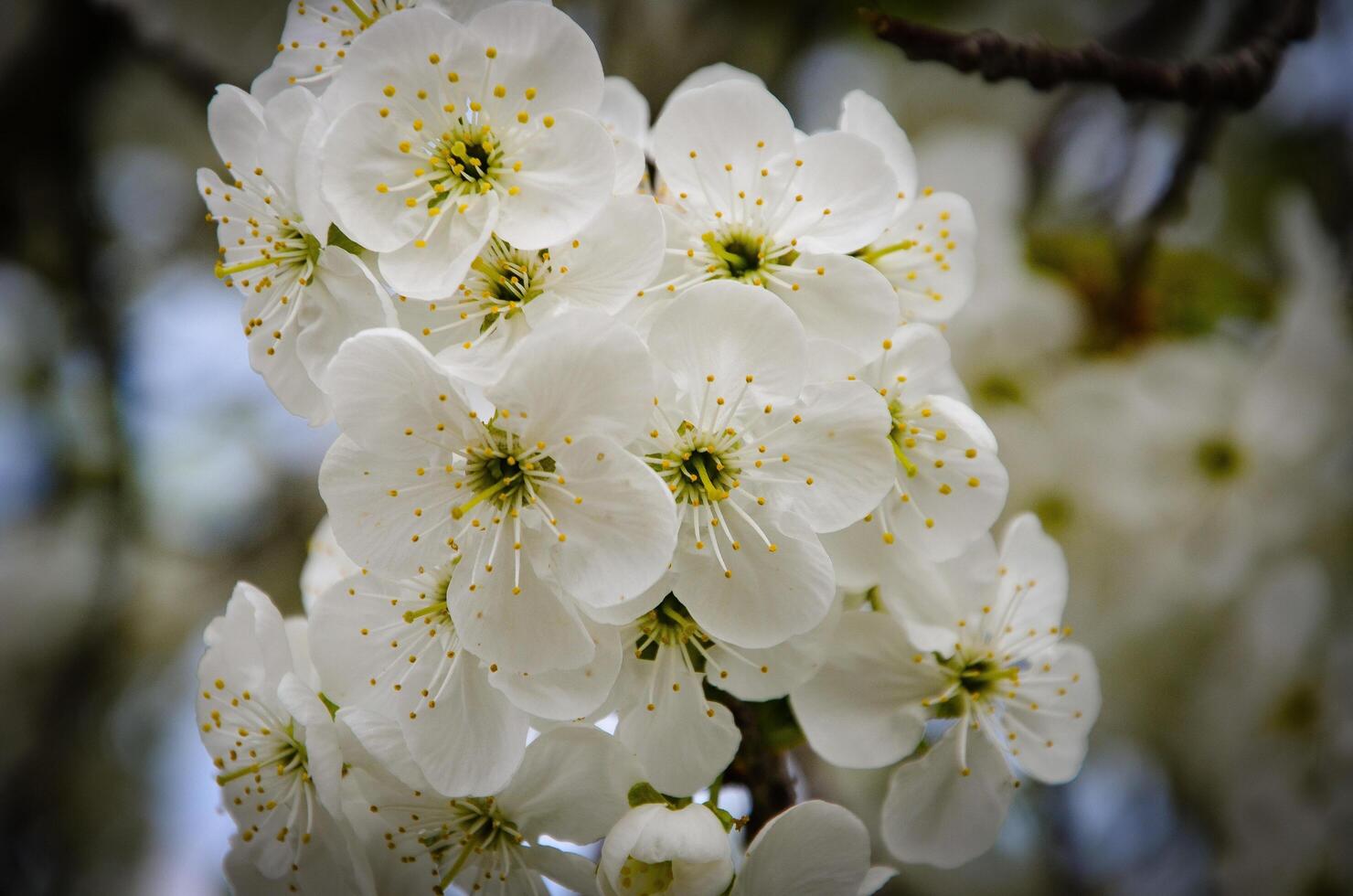 Amazing spring blossom. Tree branches with beautiful flowers photo