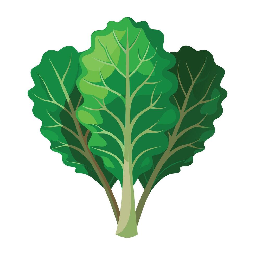 kale vegetable illustration vector