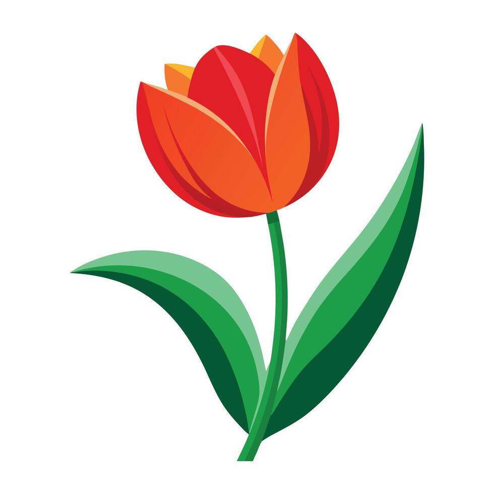 tulip flowers isolated illustration vector