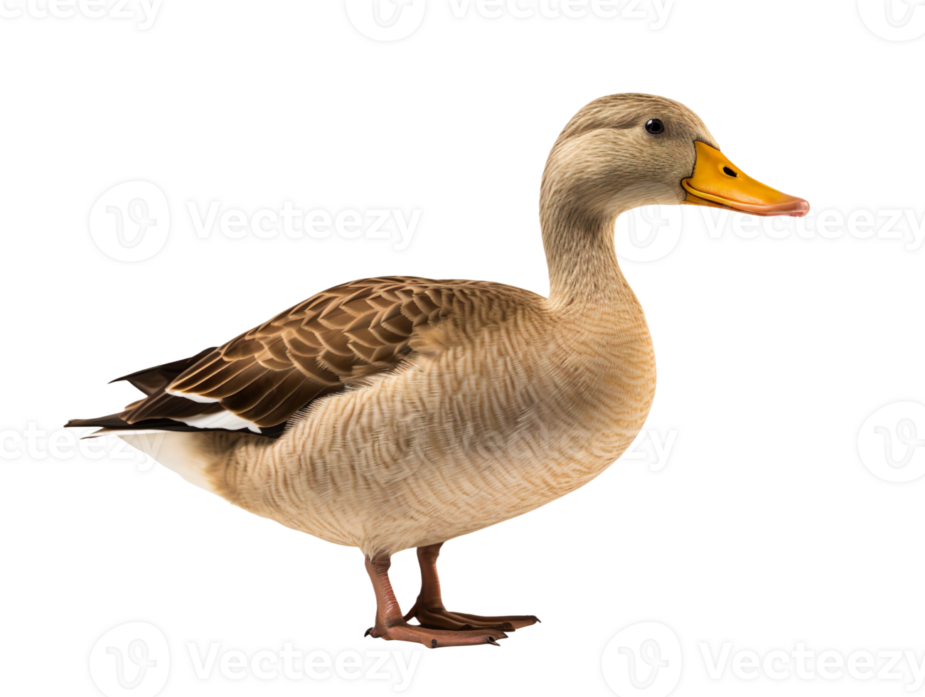 a duck isolated on transparent background png