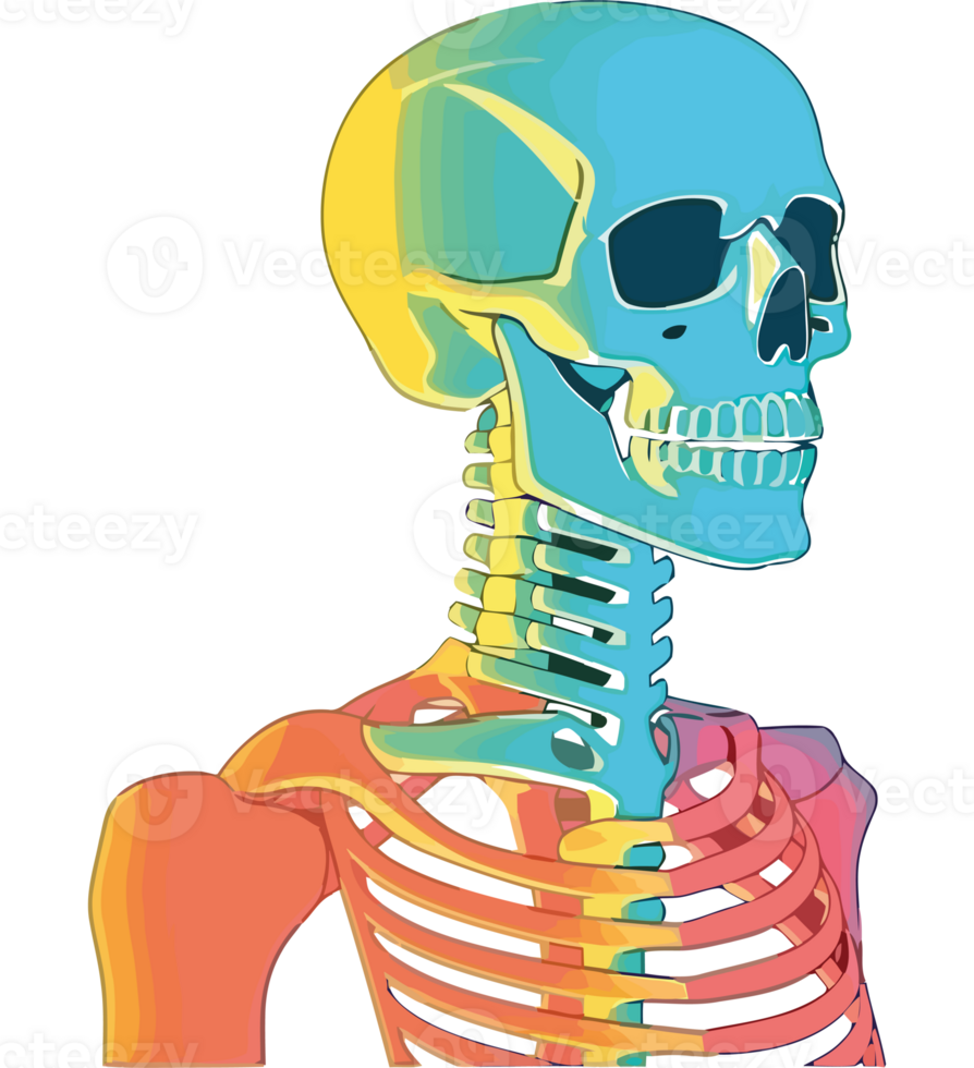 el humano esqueleto es mostrado en esta ilustración png