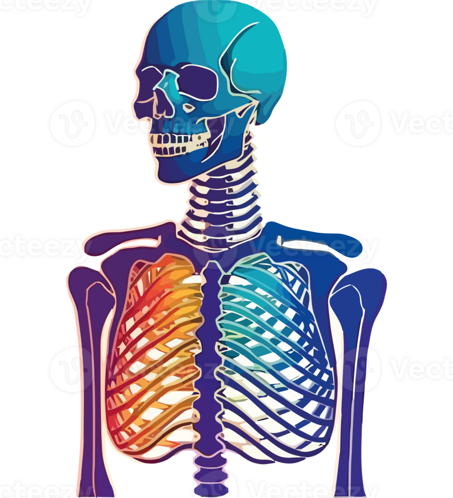 The human skeleton is shown in a rainbow color png
