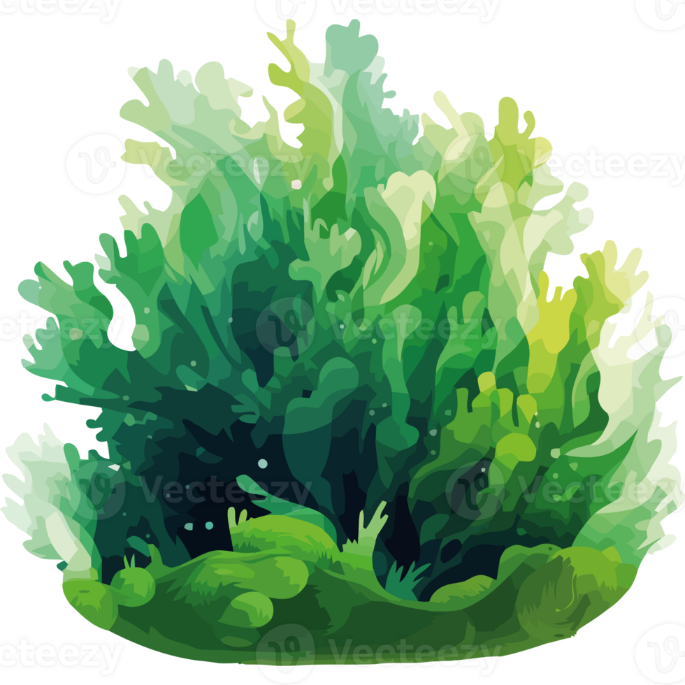 Green algae transparent png