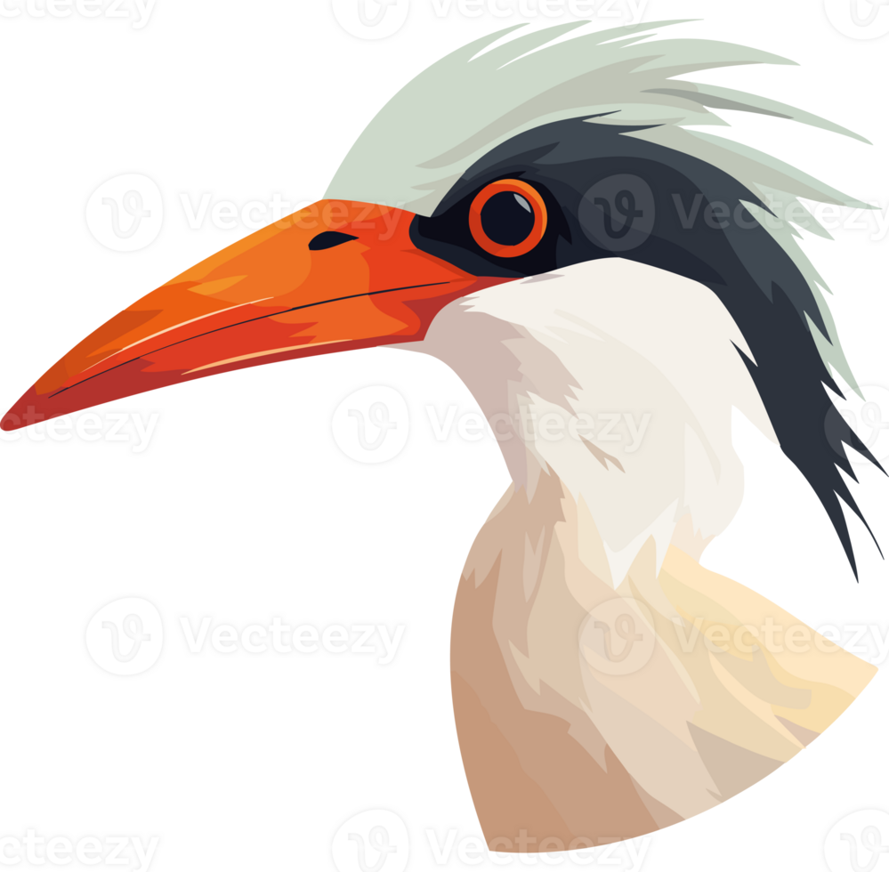 A bird with a long beak and orange beak png