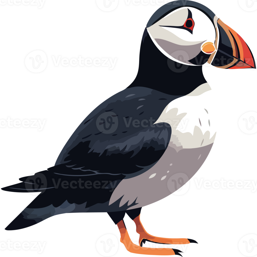 Puffin bird clipart png