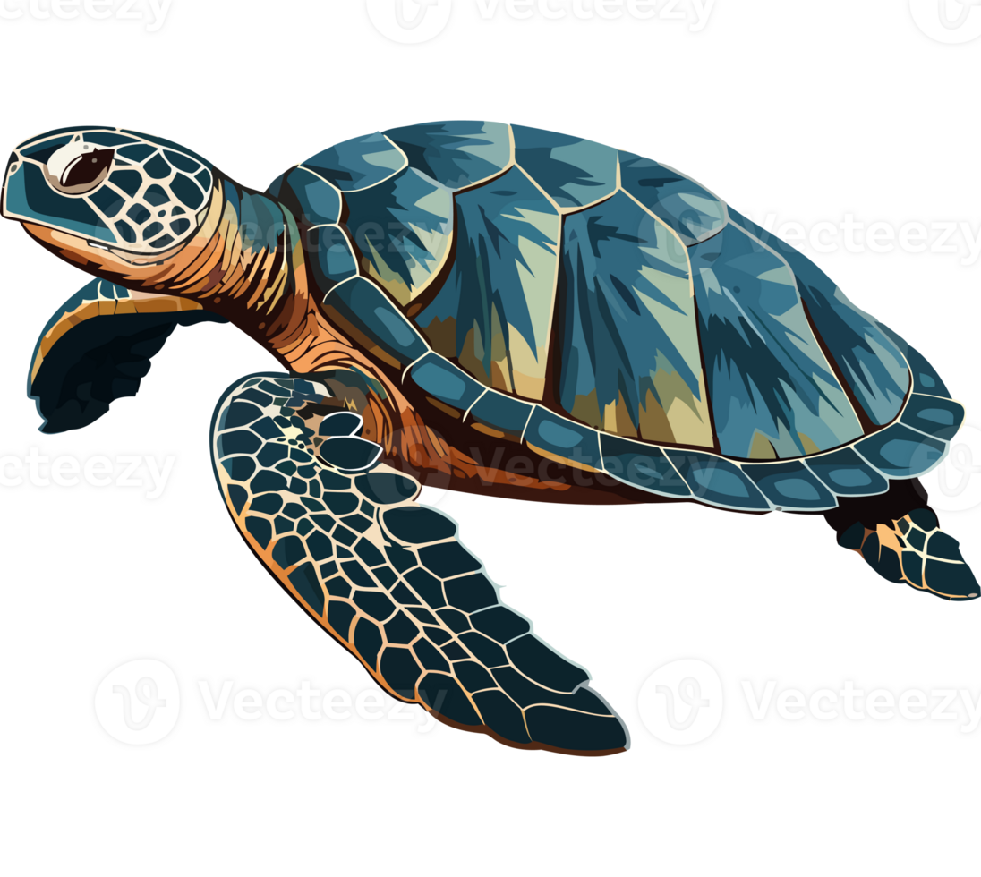 Sea turtle clipart png