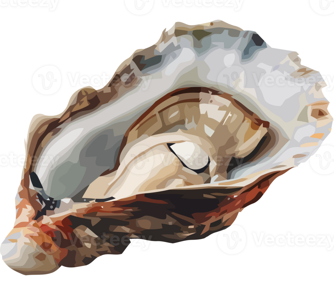 An illustration of an oyster shell png