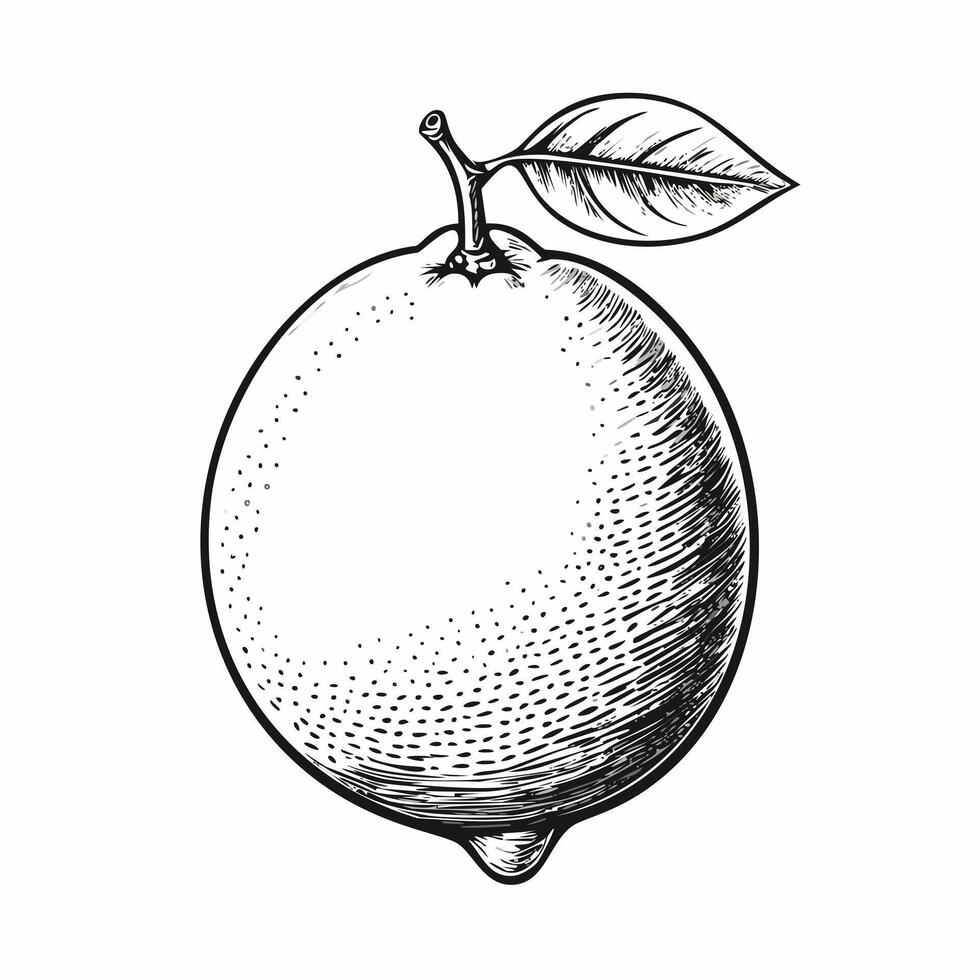 Lemon Fruit Food Organic Fresh Juicy Vitamin Healthy Sketch Style vector