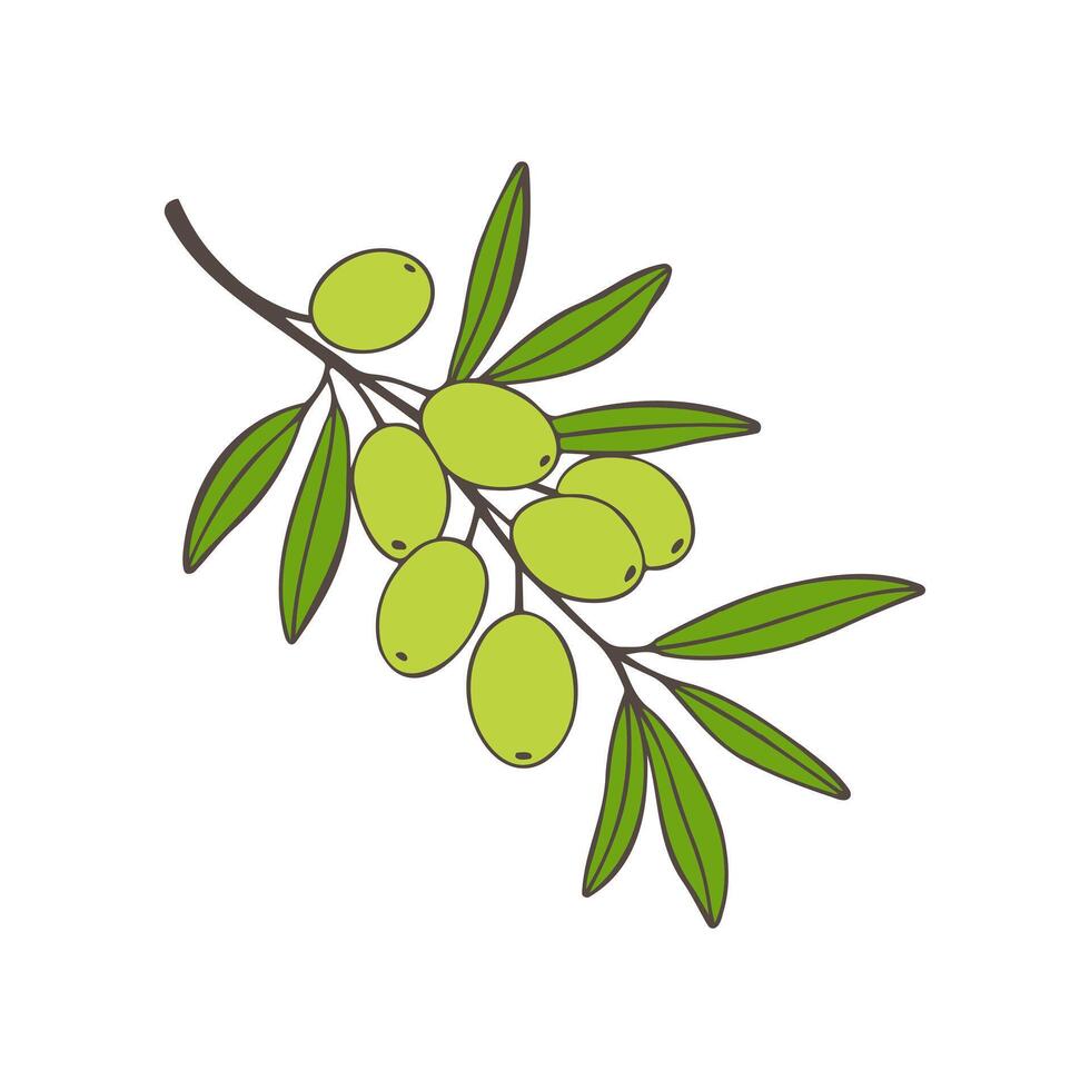 Olives green on branch , icon, logo, isolated on white background. vector