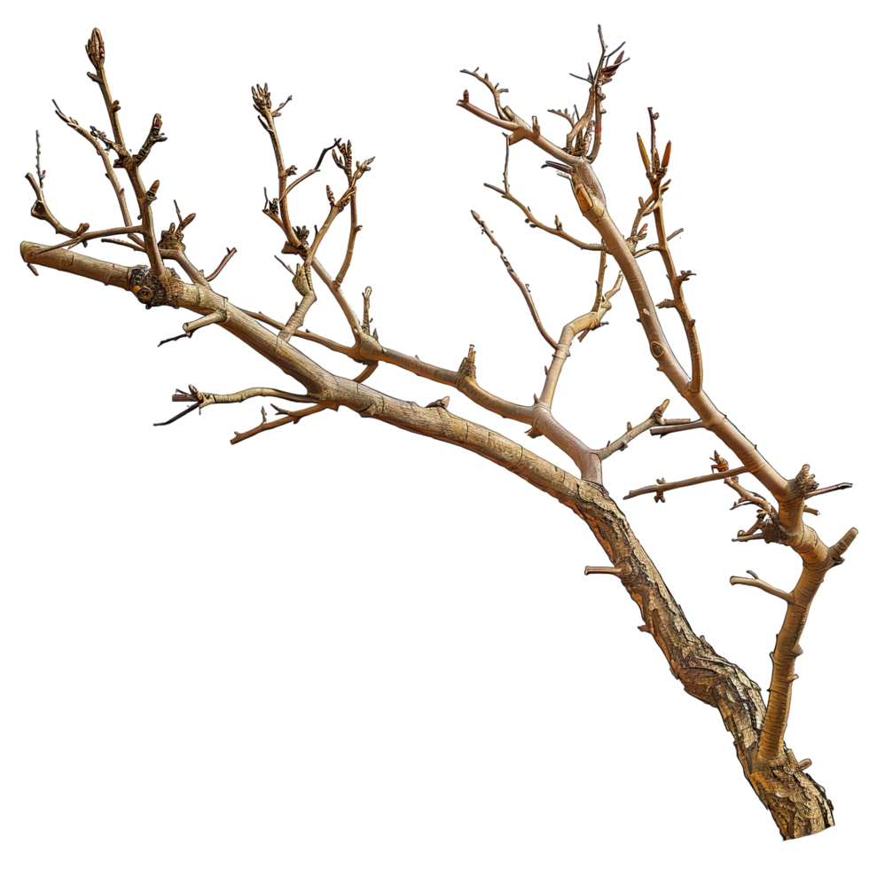 A branch with no leaves on it png