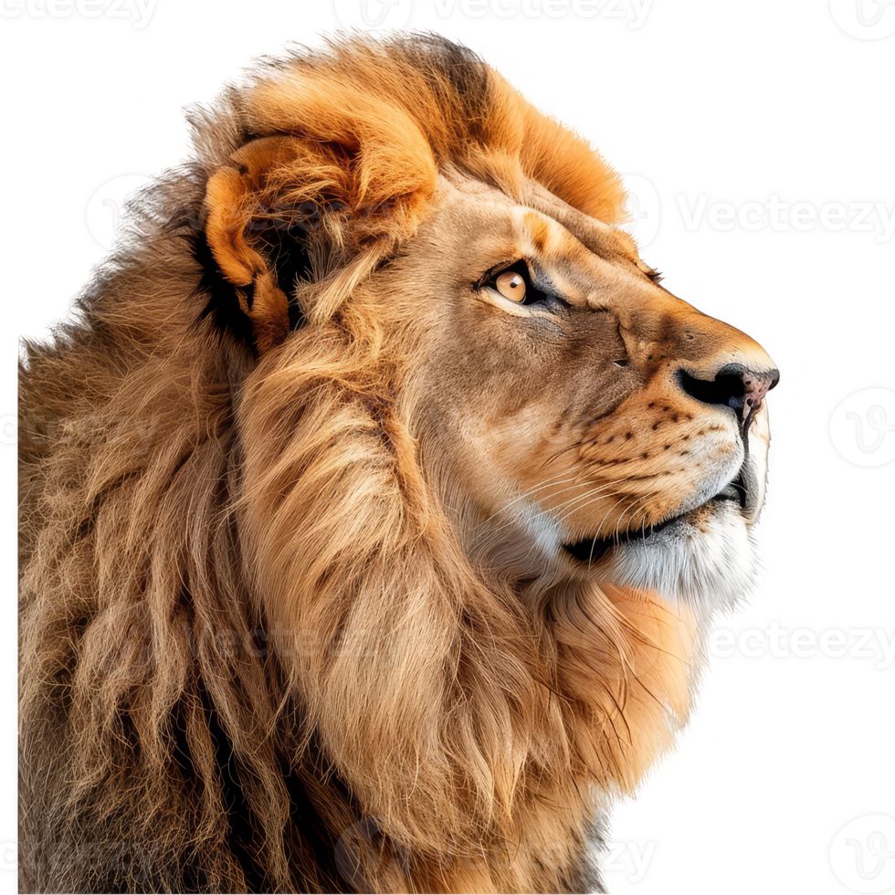 lion transparent background png