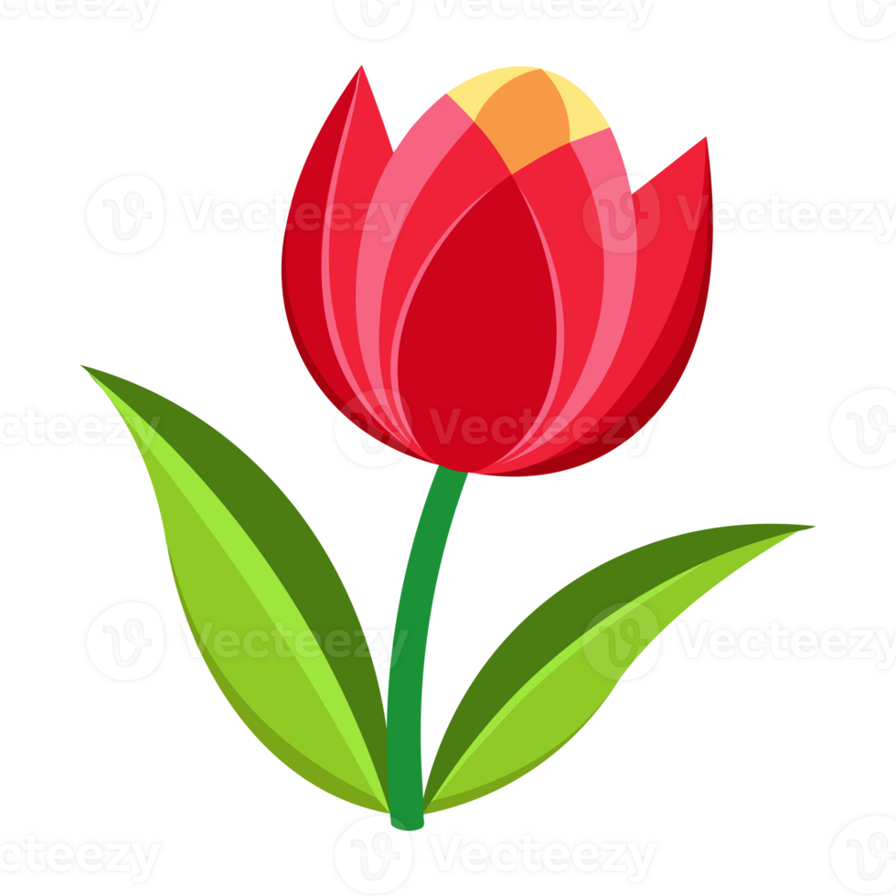 Tulip Flower Art png