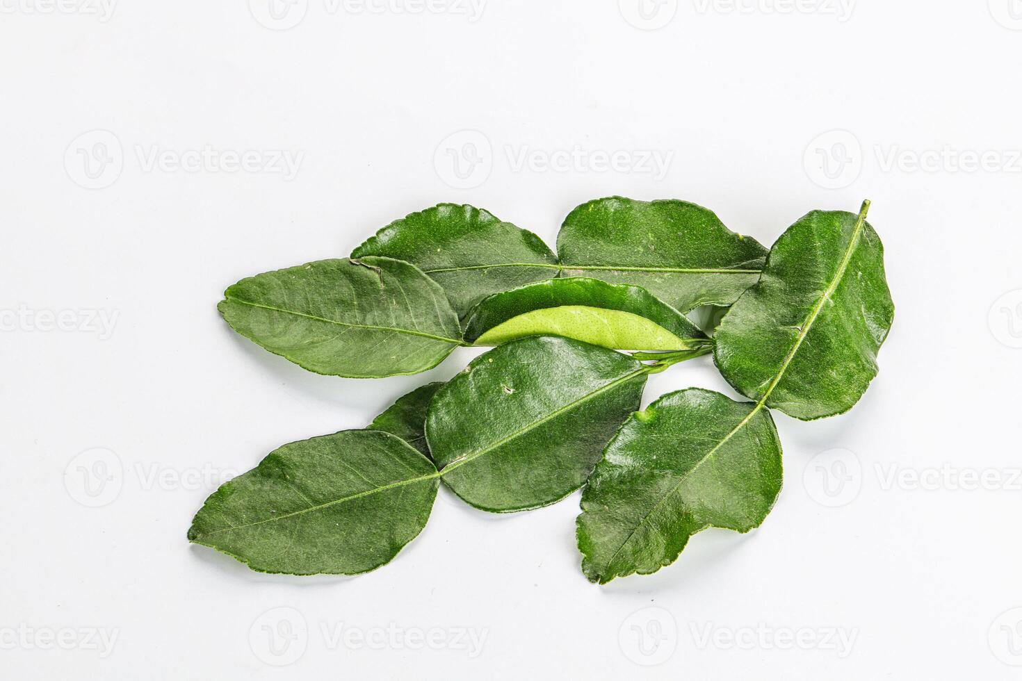 Aroma seasoning kaffir lime leaves photo
