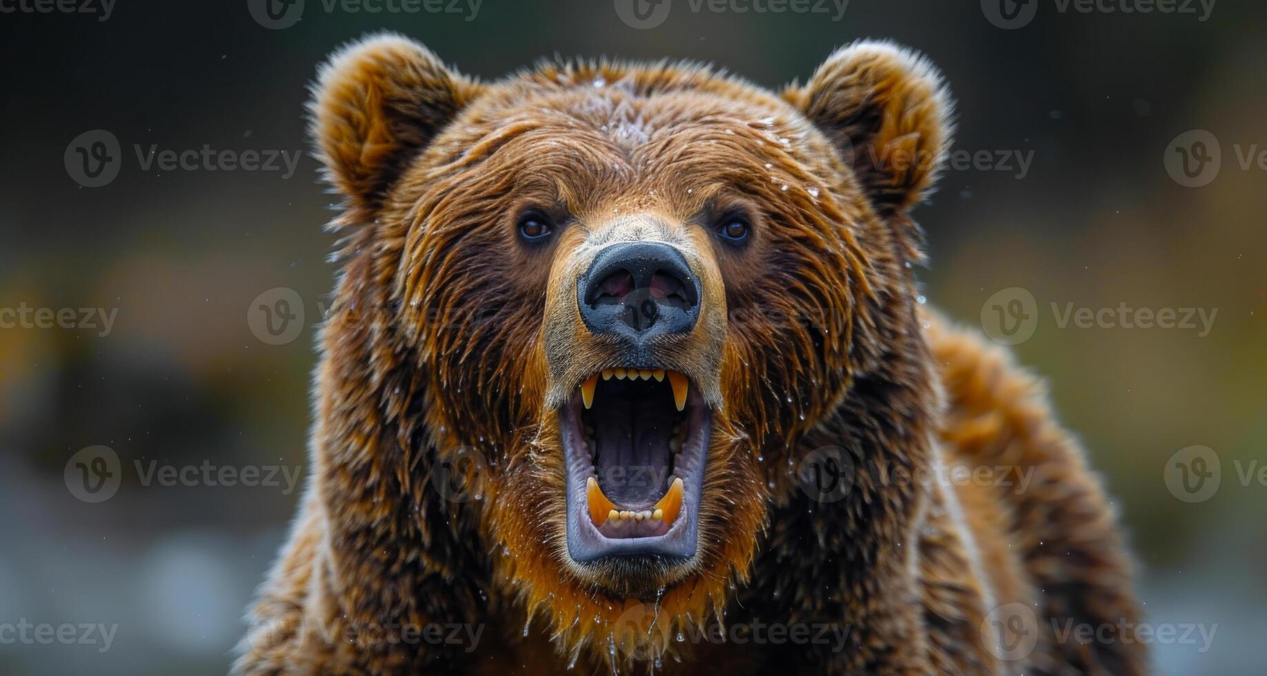 A bear with its mouth open and teeth bared. The bear is angry and ready to attack photo