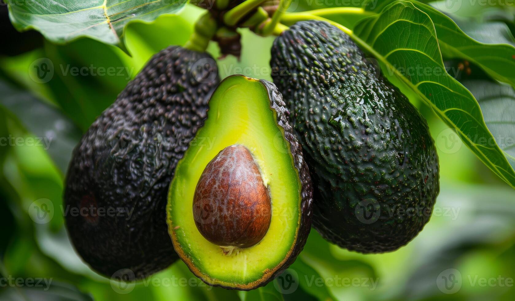 Three avocados are hanging from a tree, one of which has been cut open. The avocados are ripe and ready to be eaten photo