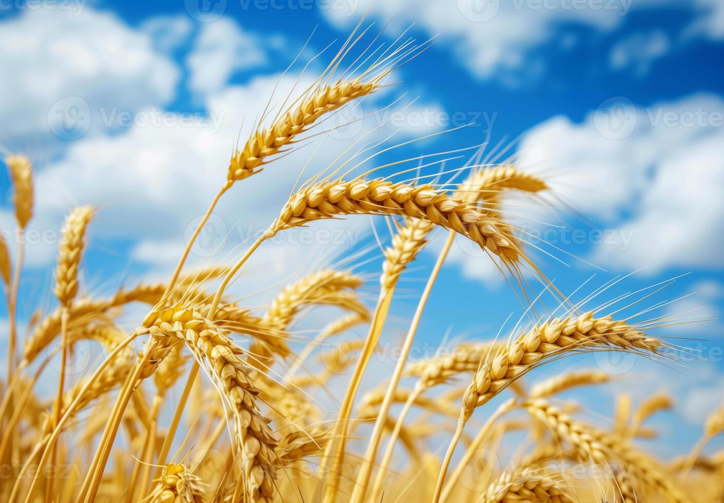 Summer landscape of a field of golden wheat on a bright sunny day photo