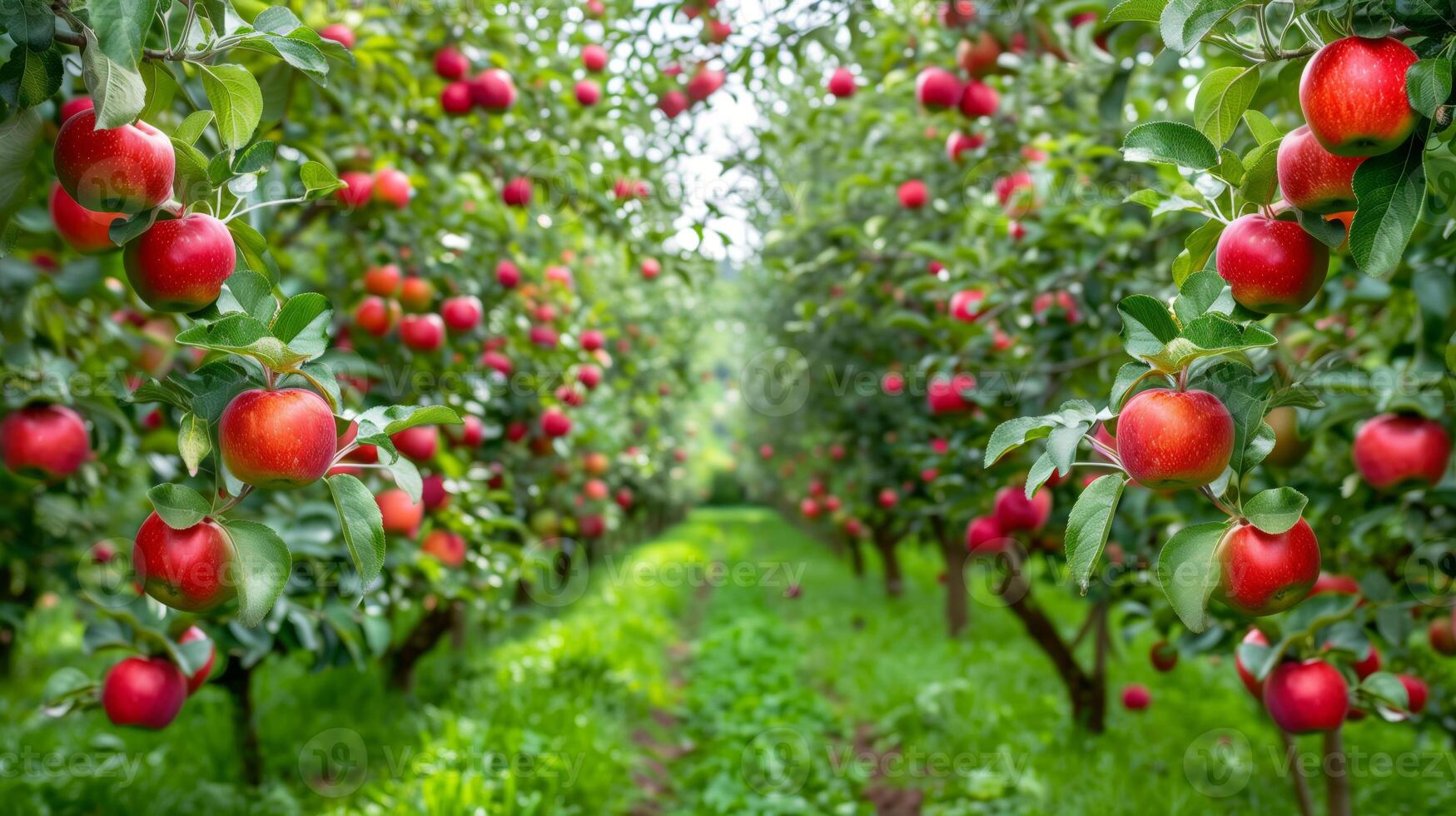 Bright red ripe apples on a tree branch in a summer garden photo