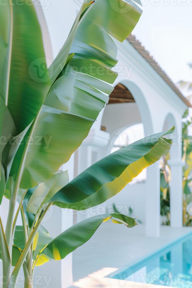 Close-up image of banana tree leaves on the background of pool area and a modern villa photo