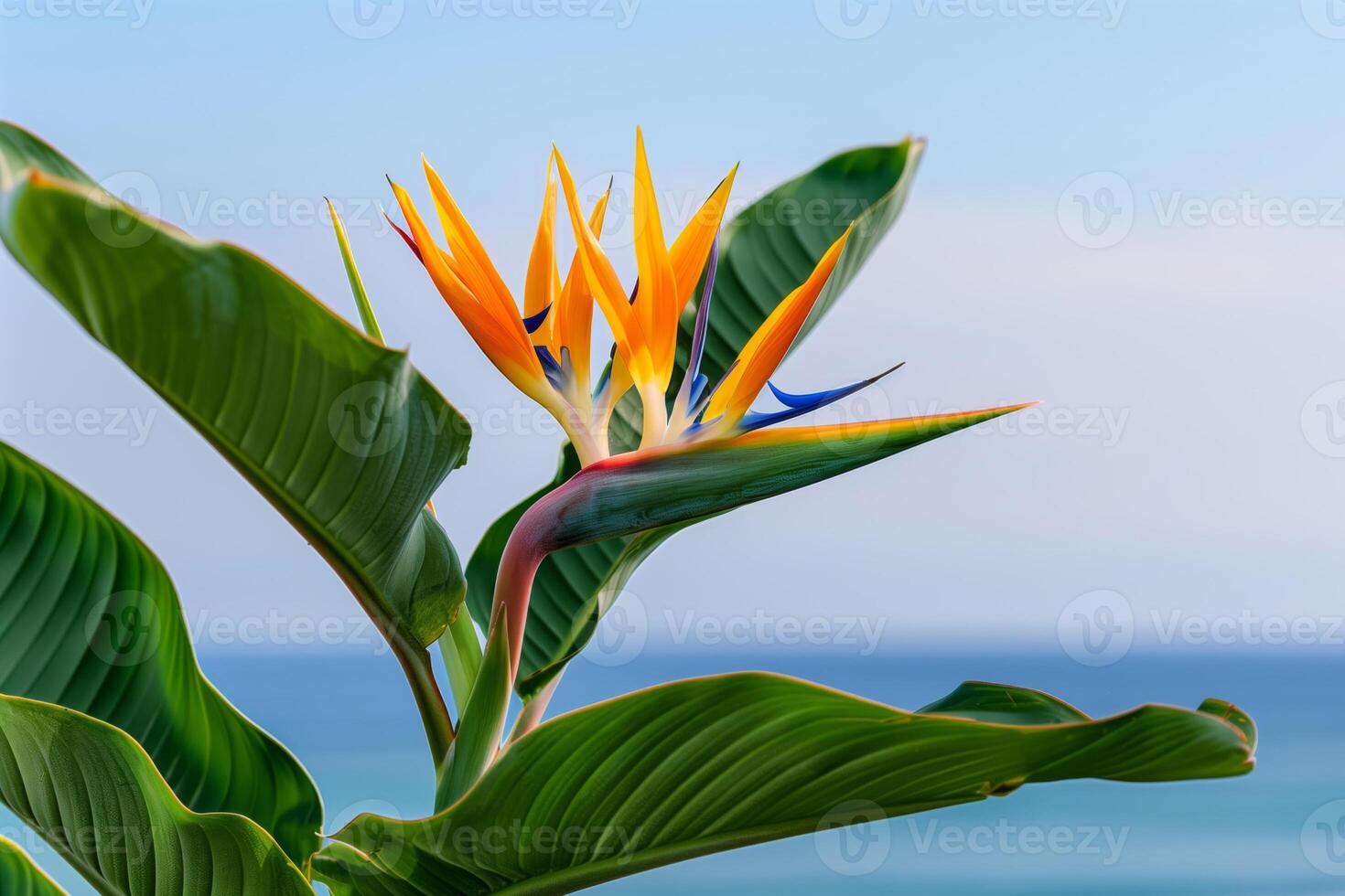 Close-up image of the tropical flower Strelizia Bird of Paradise on the seashore background photo