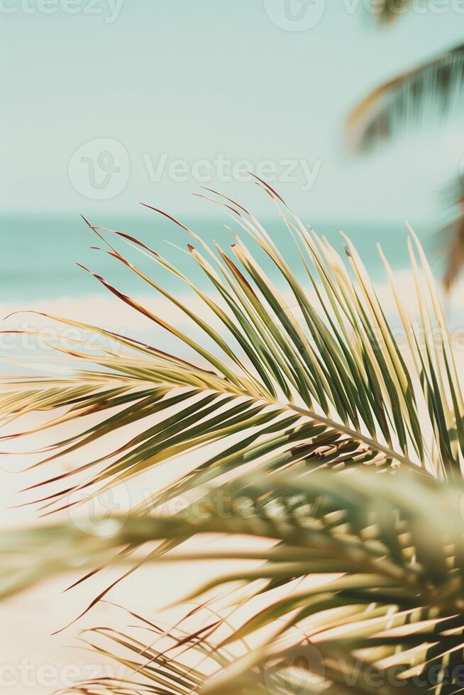 A palm tree leaf on the background of a sandy beach and blue ocean photo