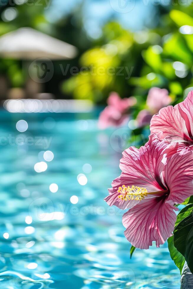 Delicate pink hibiscus flowers on the background of blue pool water photo