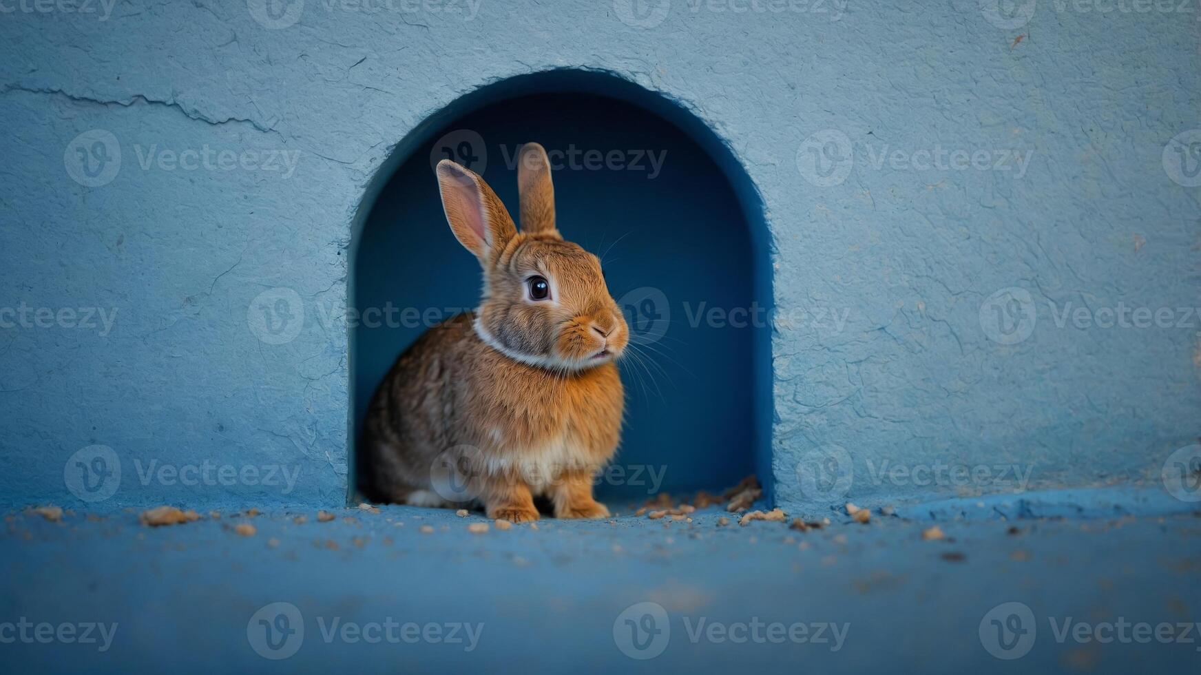cute bunny rabbit peeking out of a hole in a blue wall. photo