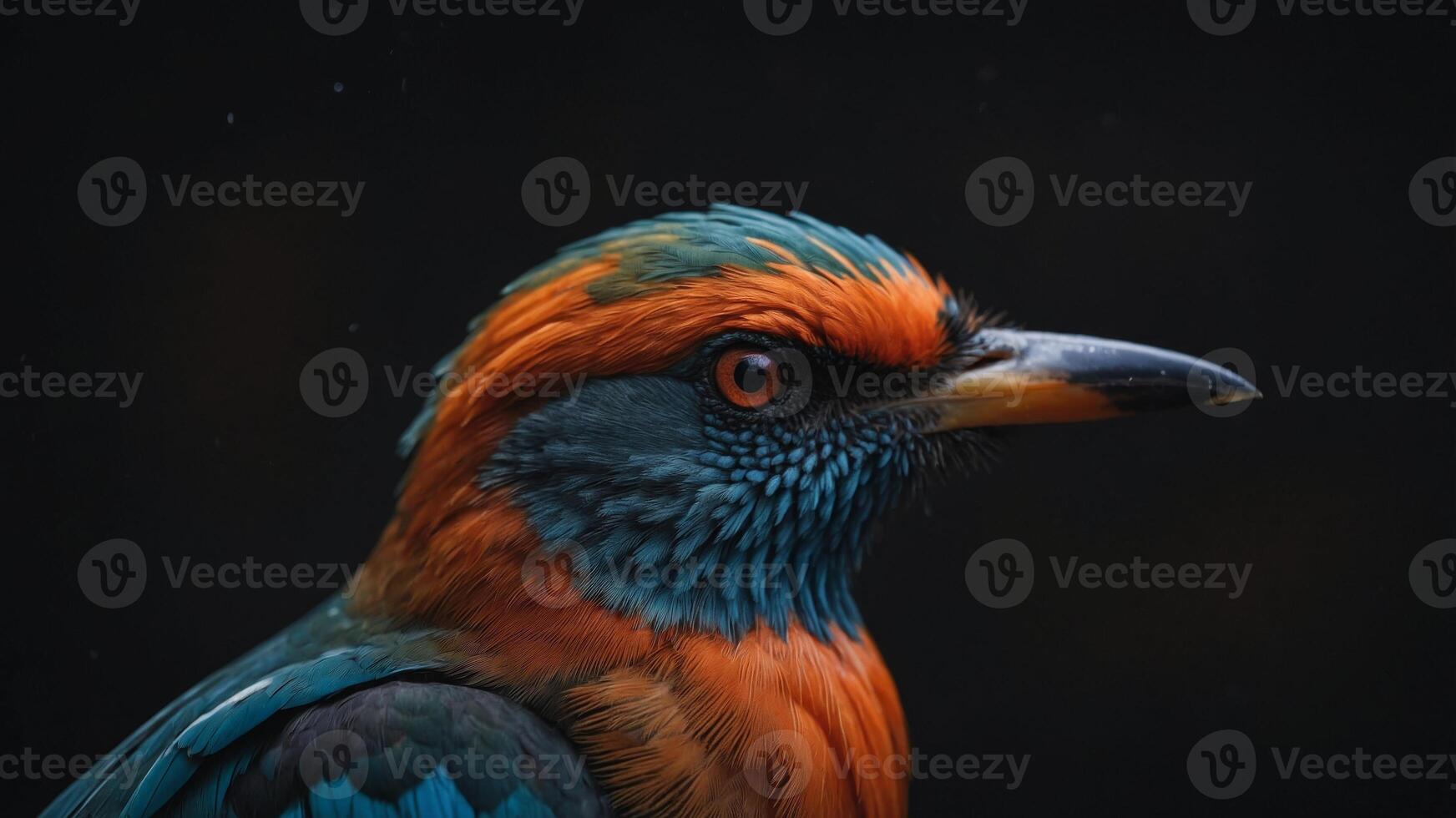Colorful Bird Close Up on Black Background. photo