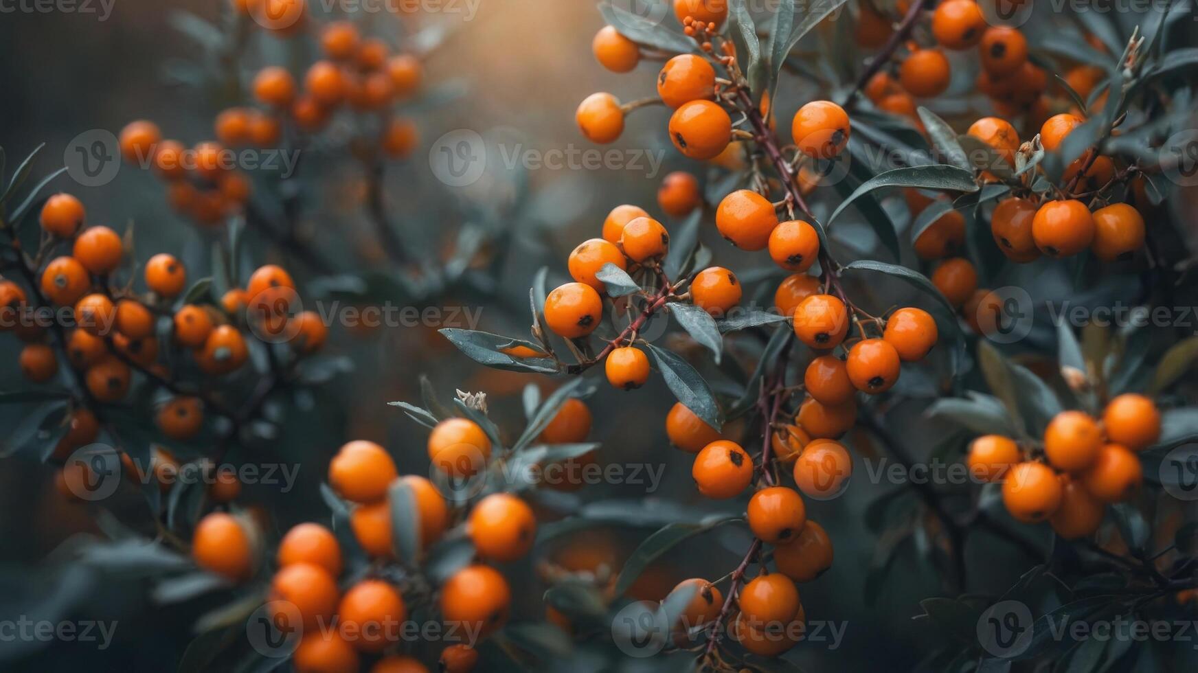 concept nature and harvest Autumn background blurred berries, orange ripe with seabuckthorn of Branch. photo