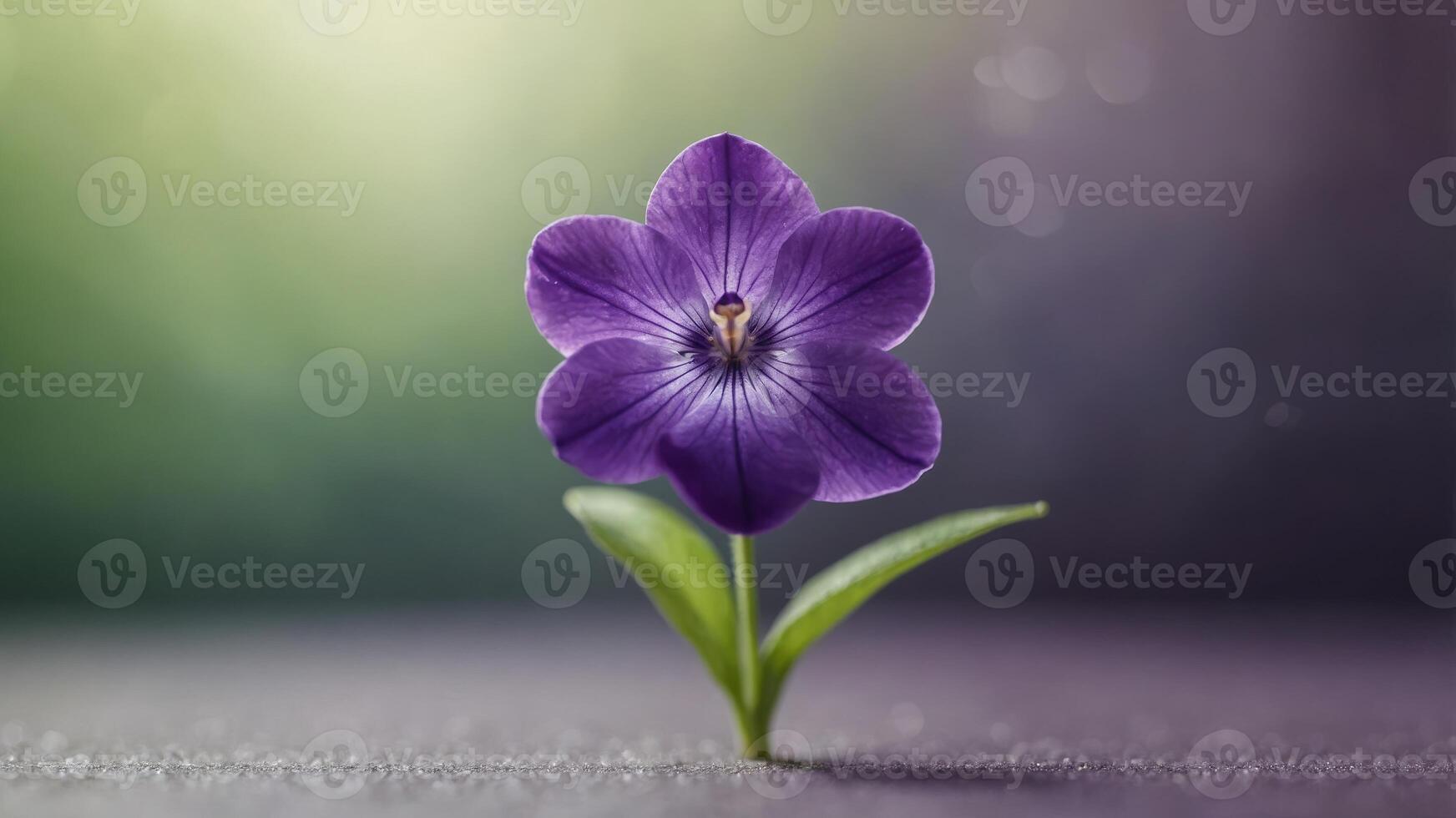 A charming watercolor clip art of a single violet, with purple petals and a green stem. photo