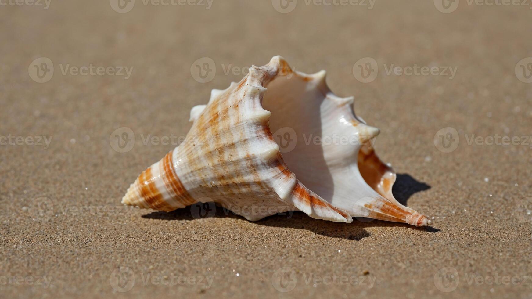 close-up object marine natural background, beige a on seashell Conch. photo