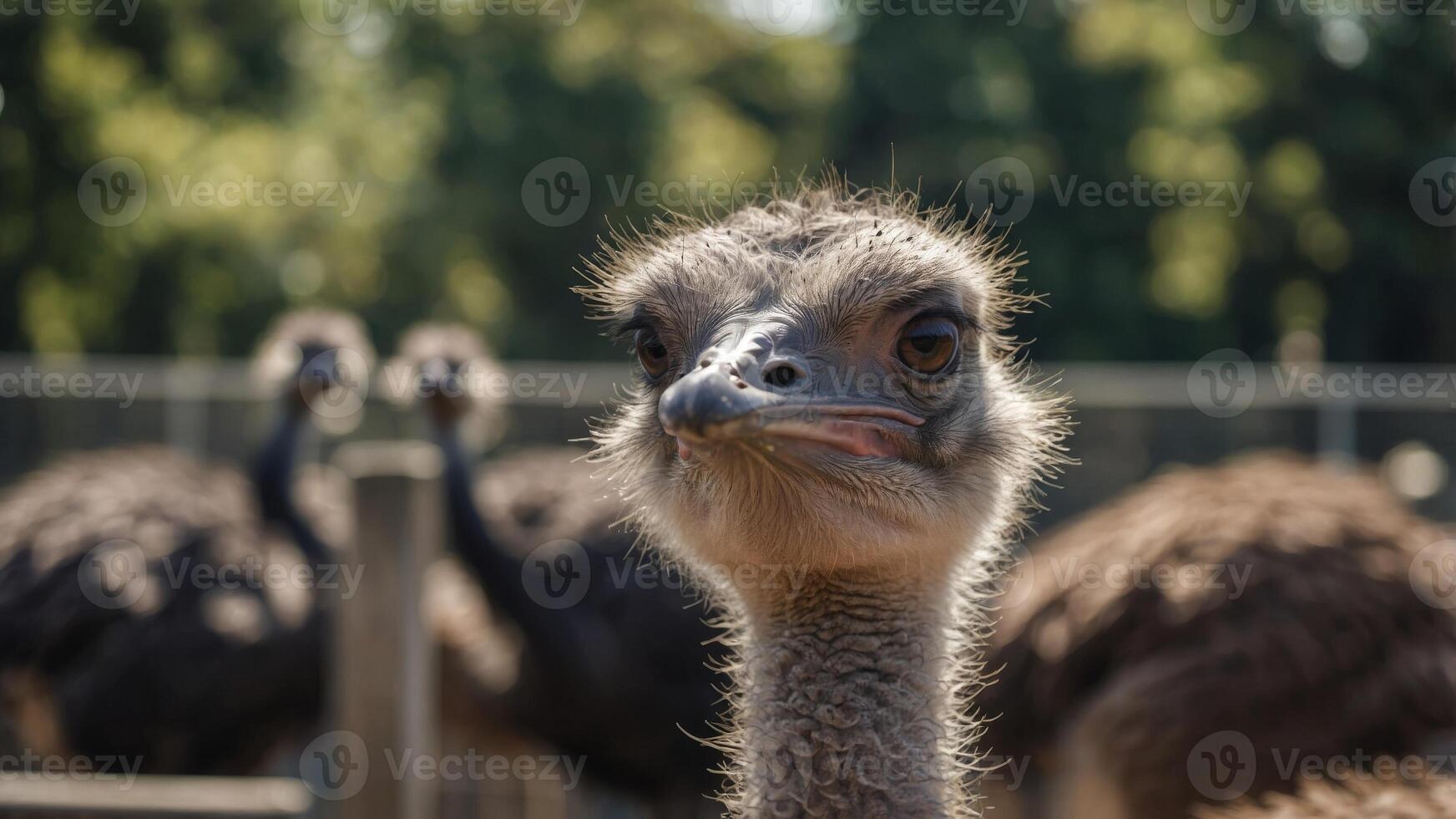 Ostrich in the corral at the zoo in a close up shot. photo
